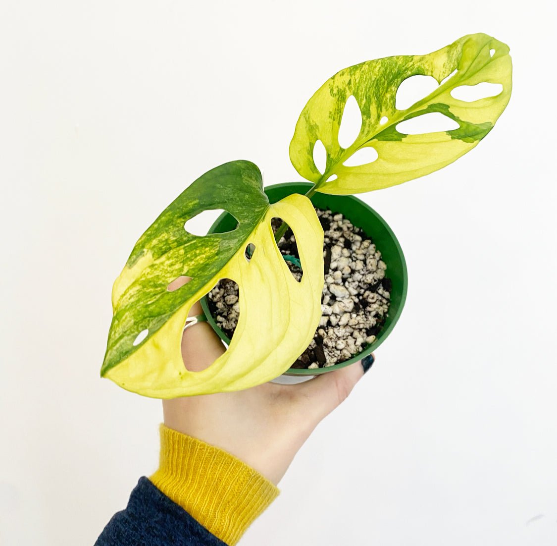 Monstera adansonii variegata ‘Aurea’ - The Plant Lady SF