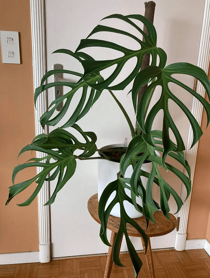 Monstera 'Burle Marx Flame' - The Plant Lady SF