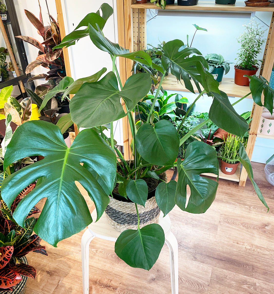Monstera deliciosa  The Plant Lady SF