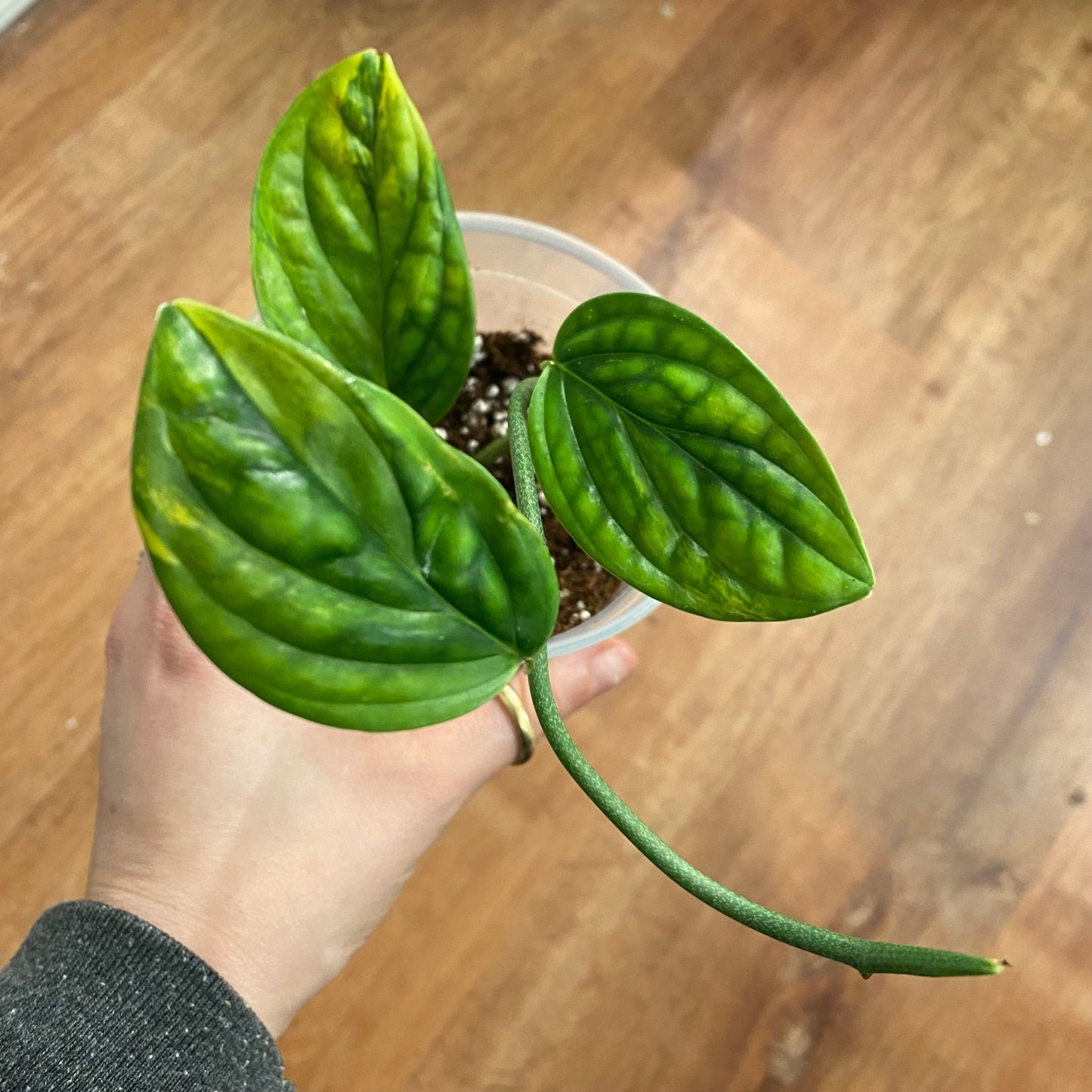 Monstera sp ‘Peru’ variegated - The Plant Lady SF