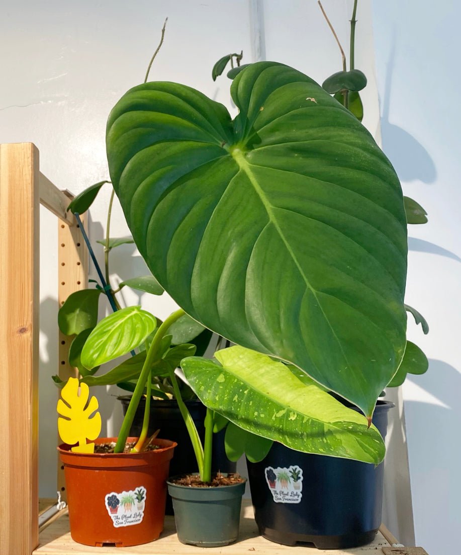 Monstera Sticky Traps by ThePlantDrip.co - The Plant Lady SF