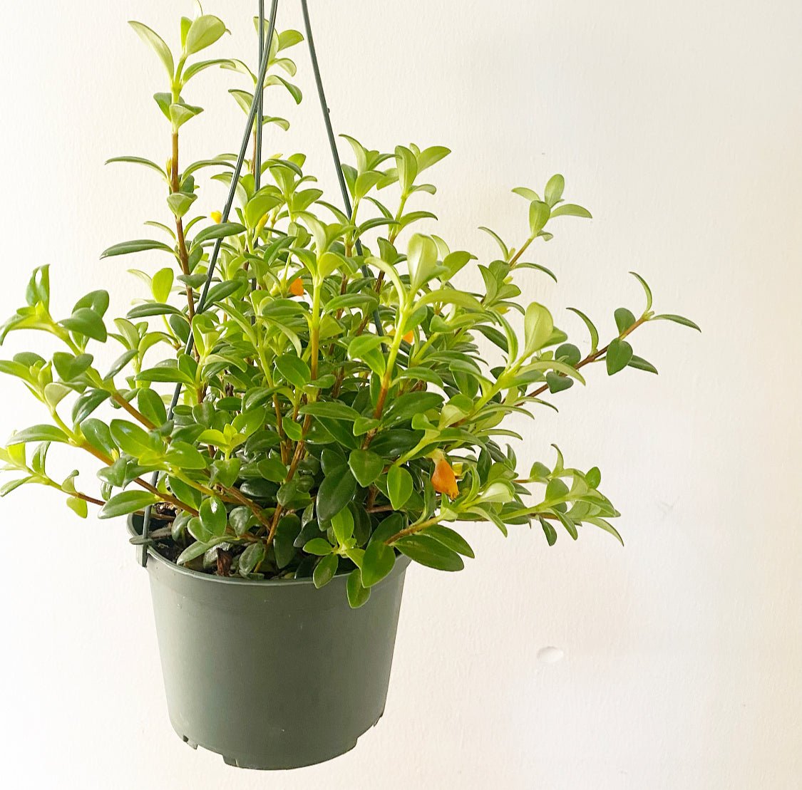 Nematanthus 'Christmas Holly' (Goldfish Plant) - The Plant Lady SF