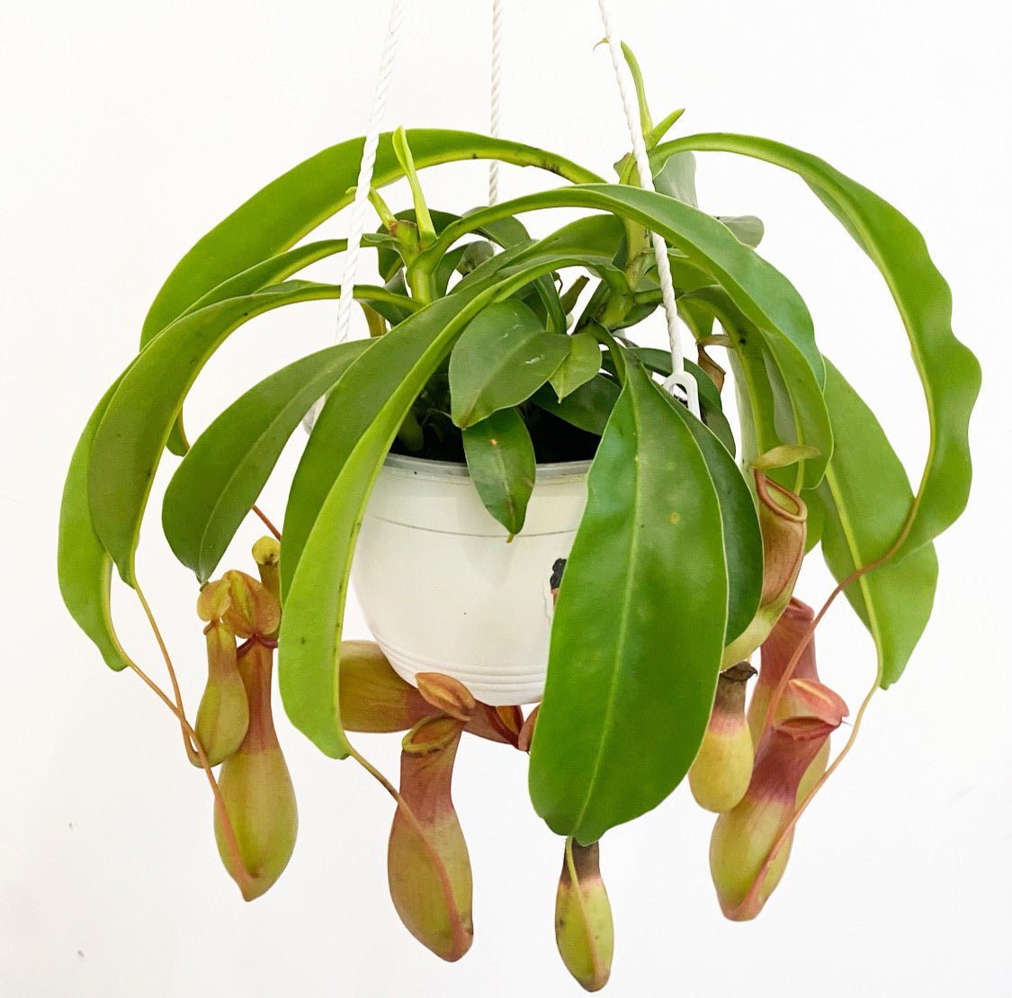 hanging pitcher plant Nepenthes x ventrata (Pitcher Plant) – The Plant Lady SF