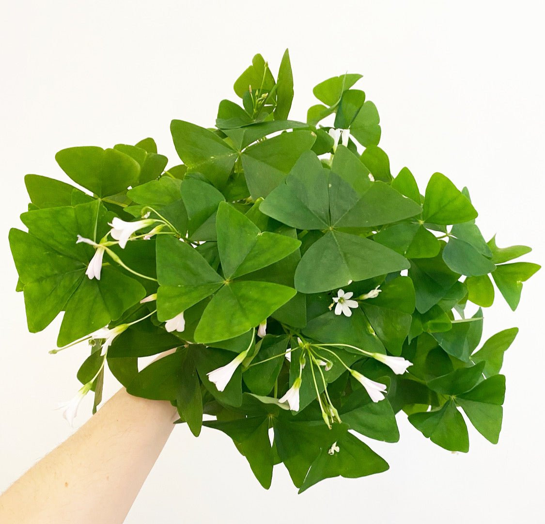Oxalis acetosella (Shamrock) - The Plant Lady SF
