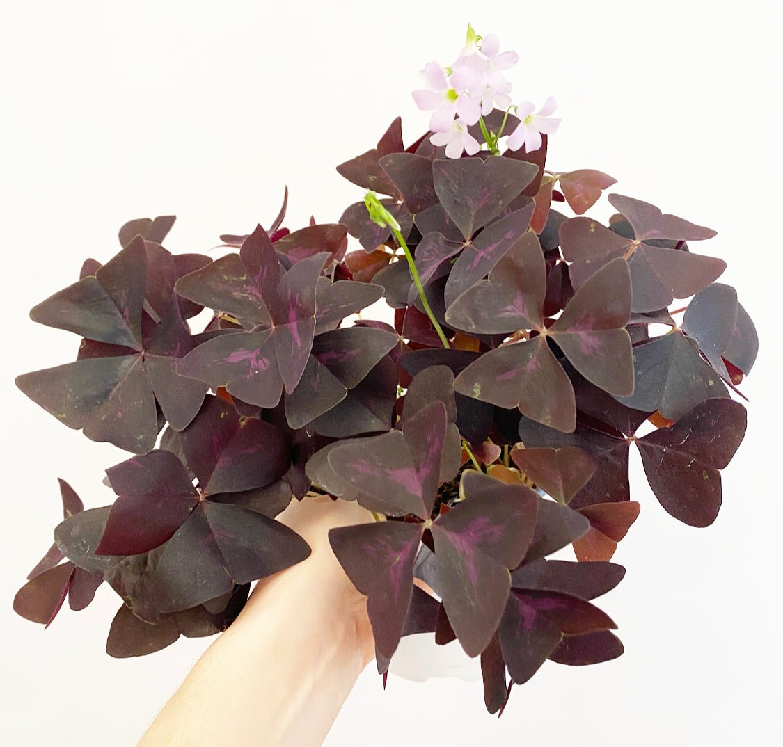 Oxalis triangularis – The Plant Lady SF