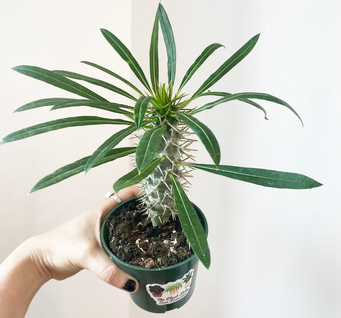 Pachypodium lamerei - The Plant Lady SF