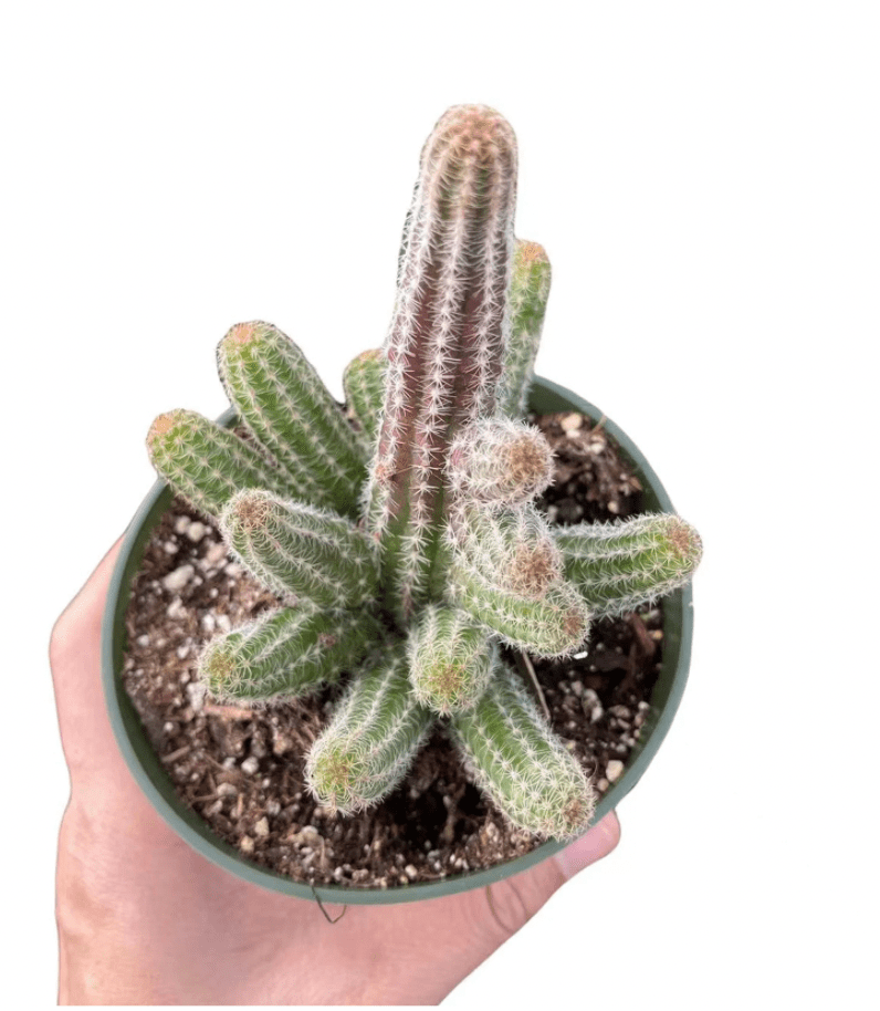 Peanut cactus (Echinopsis chamaecereus) - The Plant Lady SF