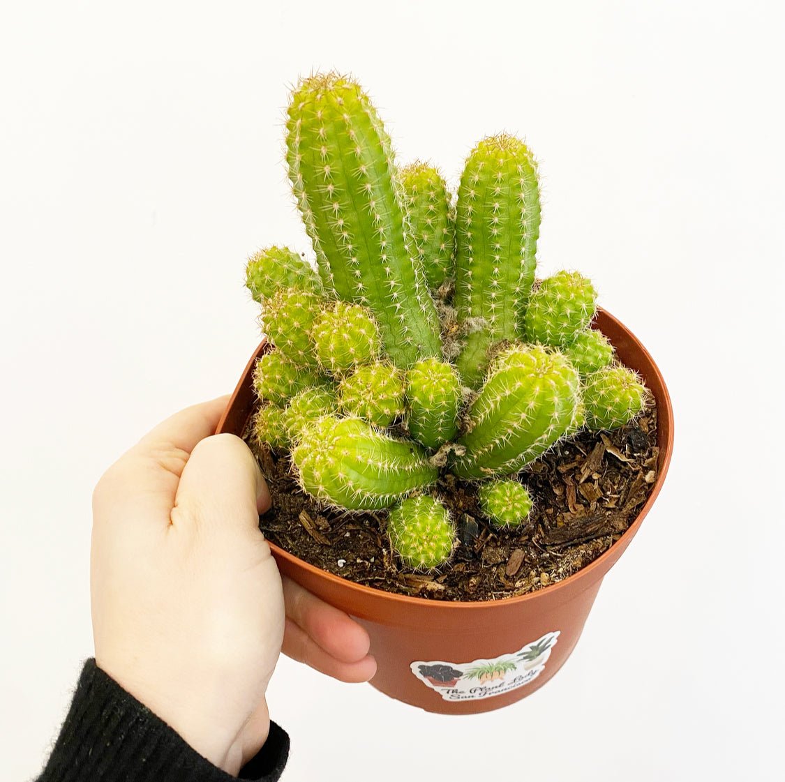 cactus pangenome Peanut cactus (Echinopsis chamaecereus) – The Plant Lady SF