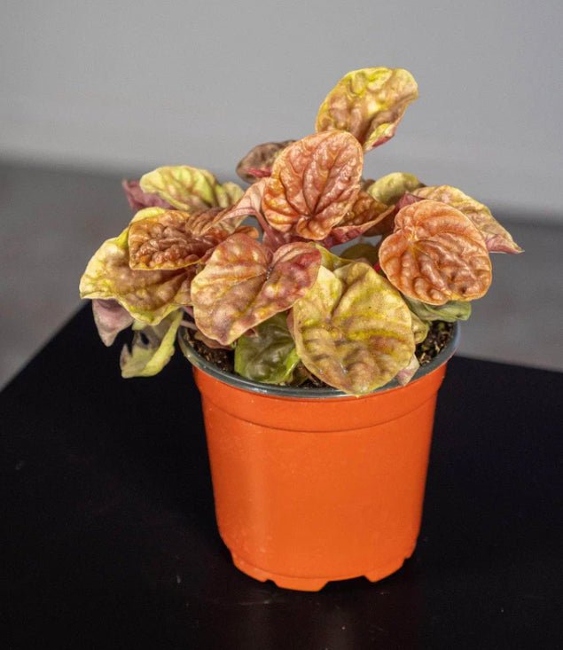 Peperomia caperata 'Quito' - The Plant Lady SF