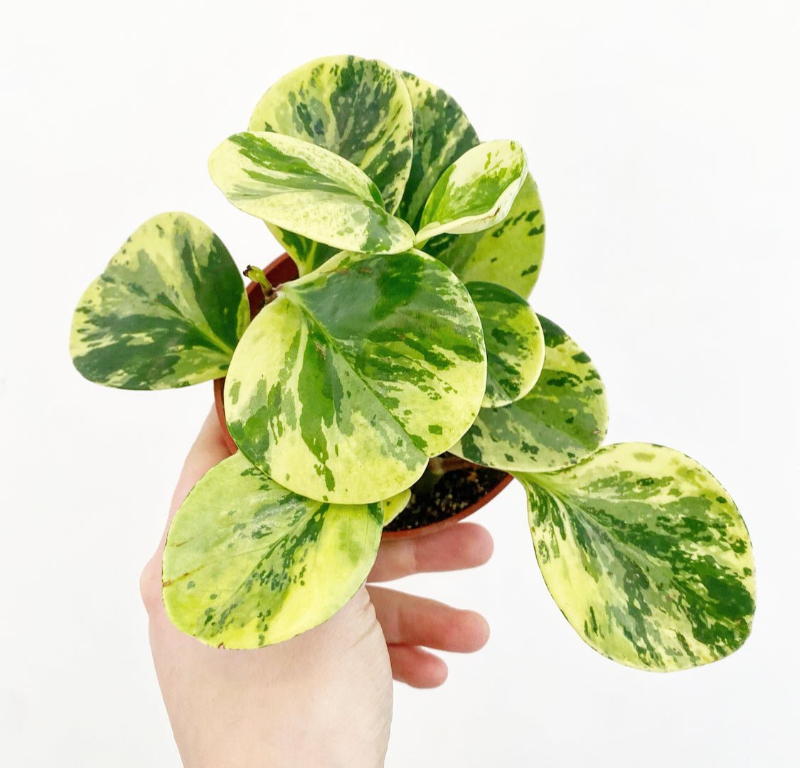 Peperomia obtusifolia ‘Marble’