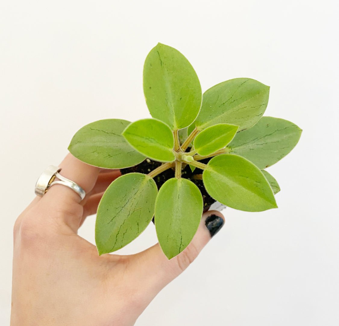 Peperomia orba ‘Pixie Lime’ - The Plant Lady SF