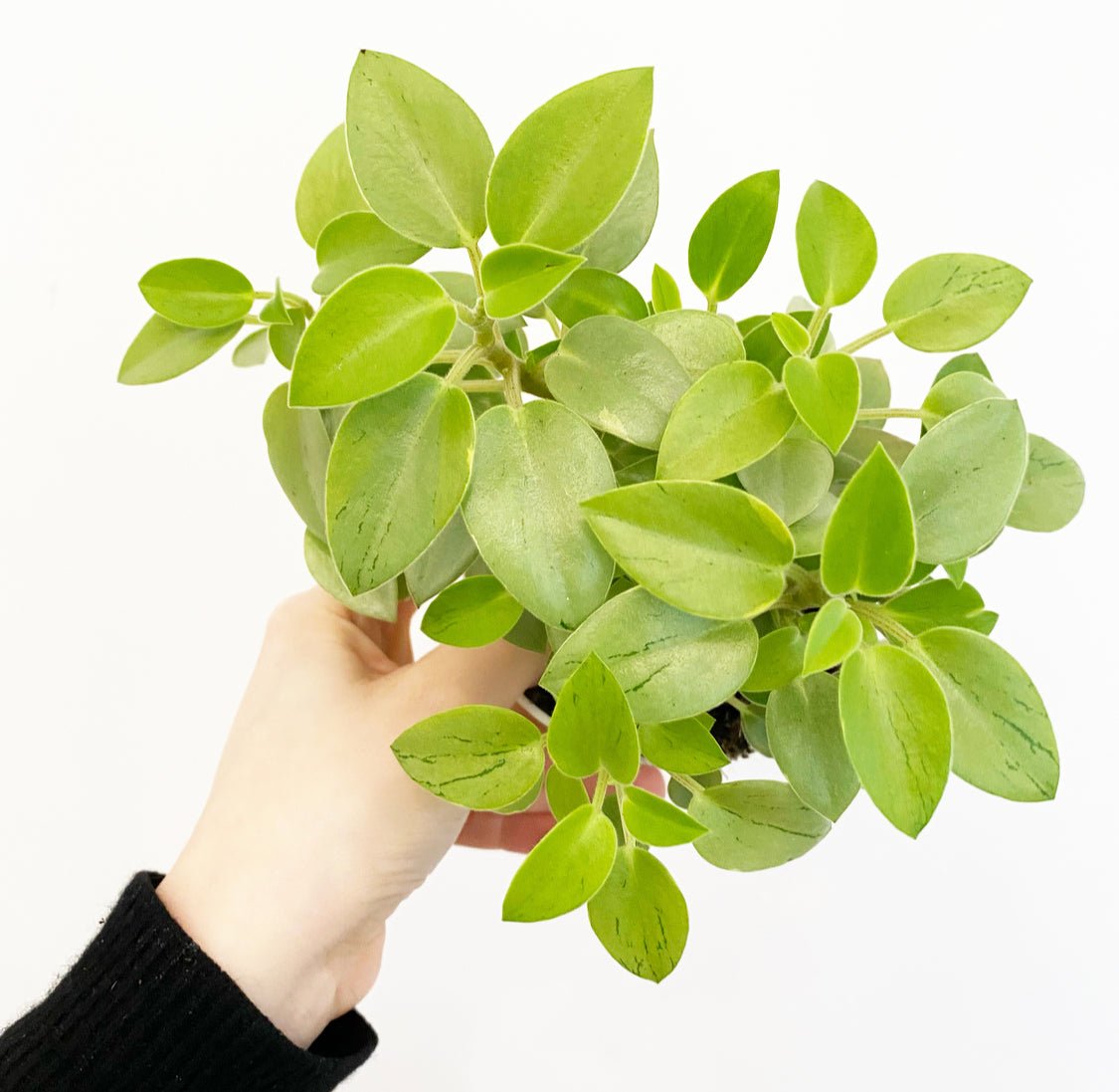 Peperomia orba ‘Pixie Lime’ - The Plant Lady SF