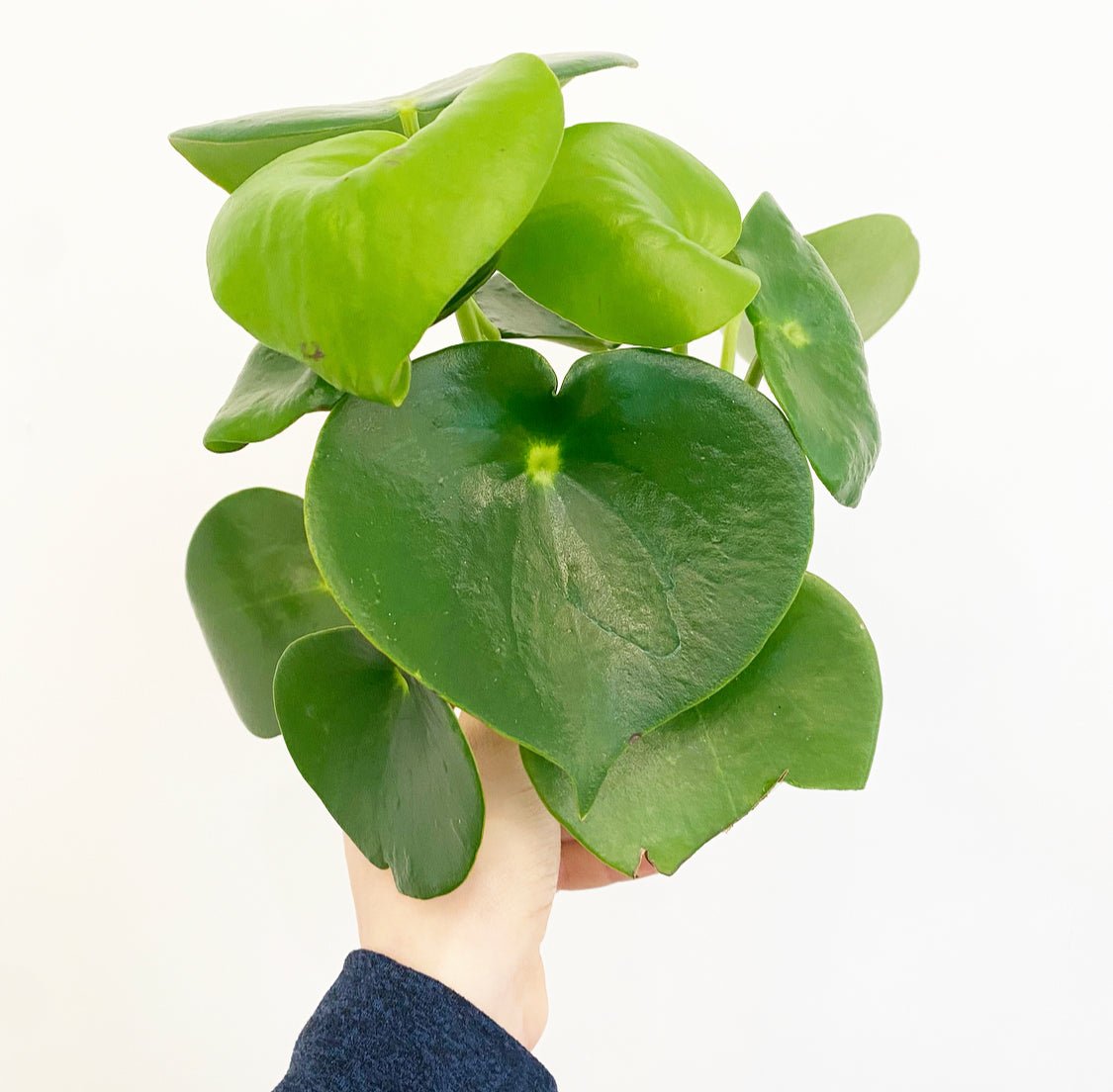 Peperomia 'Raindrop' - The Plant Lady SF