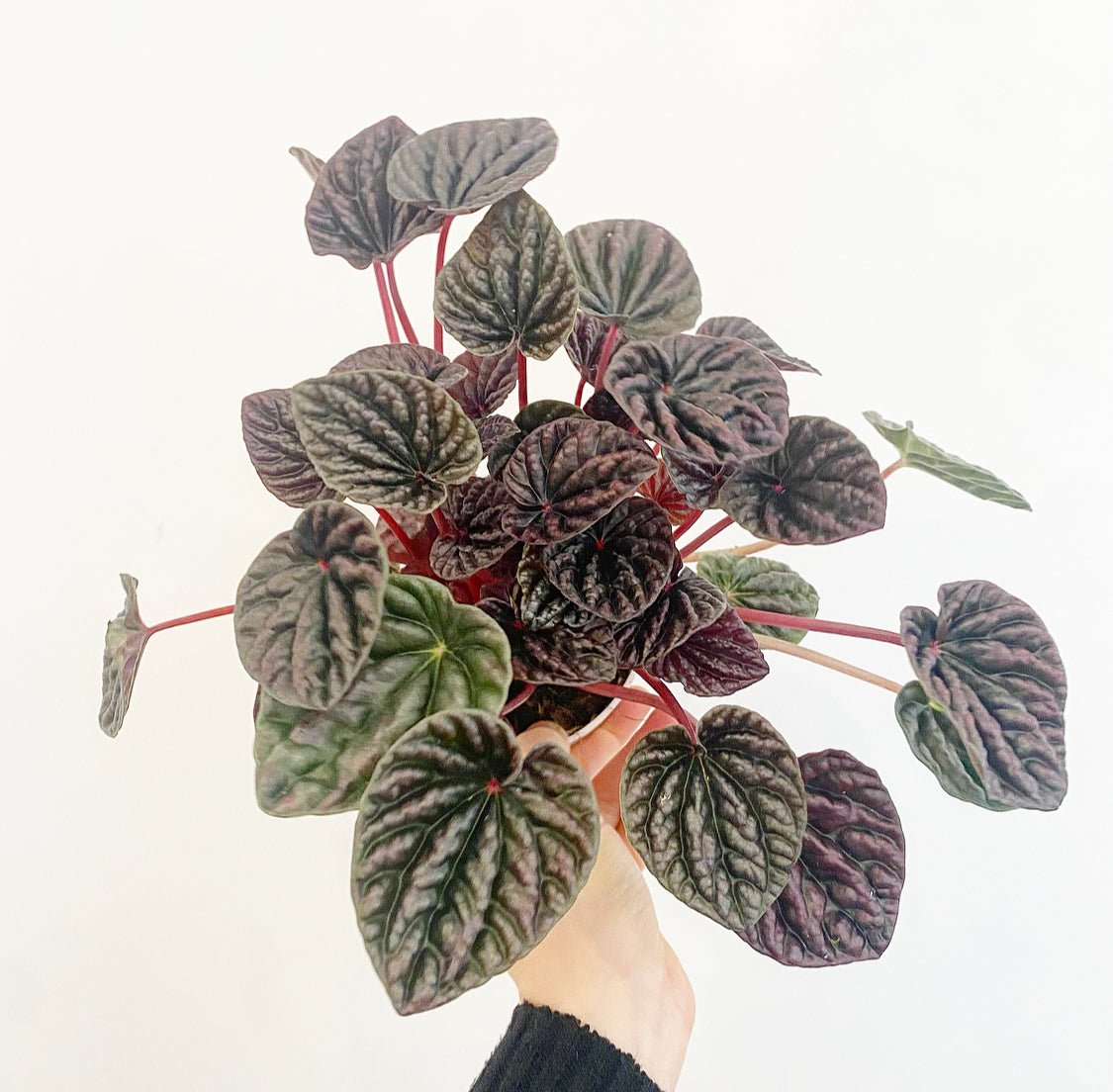 red peperomia succulent Peperomia 'Red Ripple' AKA Red Luna