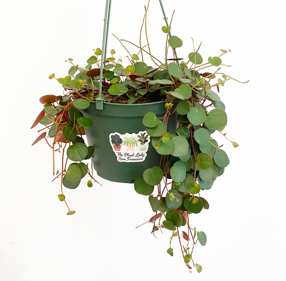 Peperomia 'Ruby Cascade' - The Plant Lady SF