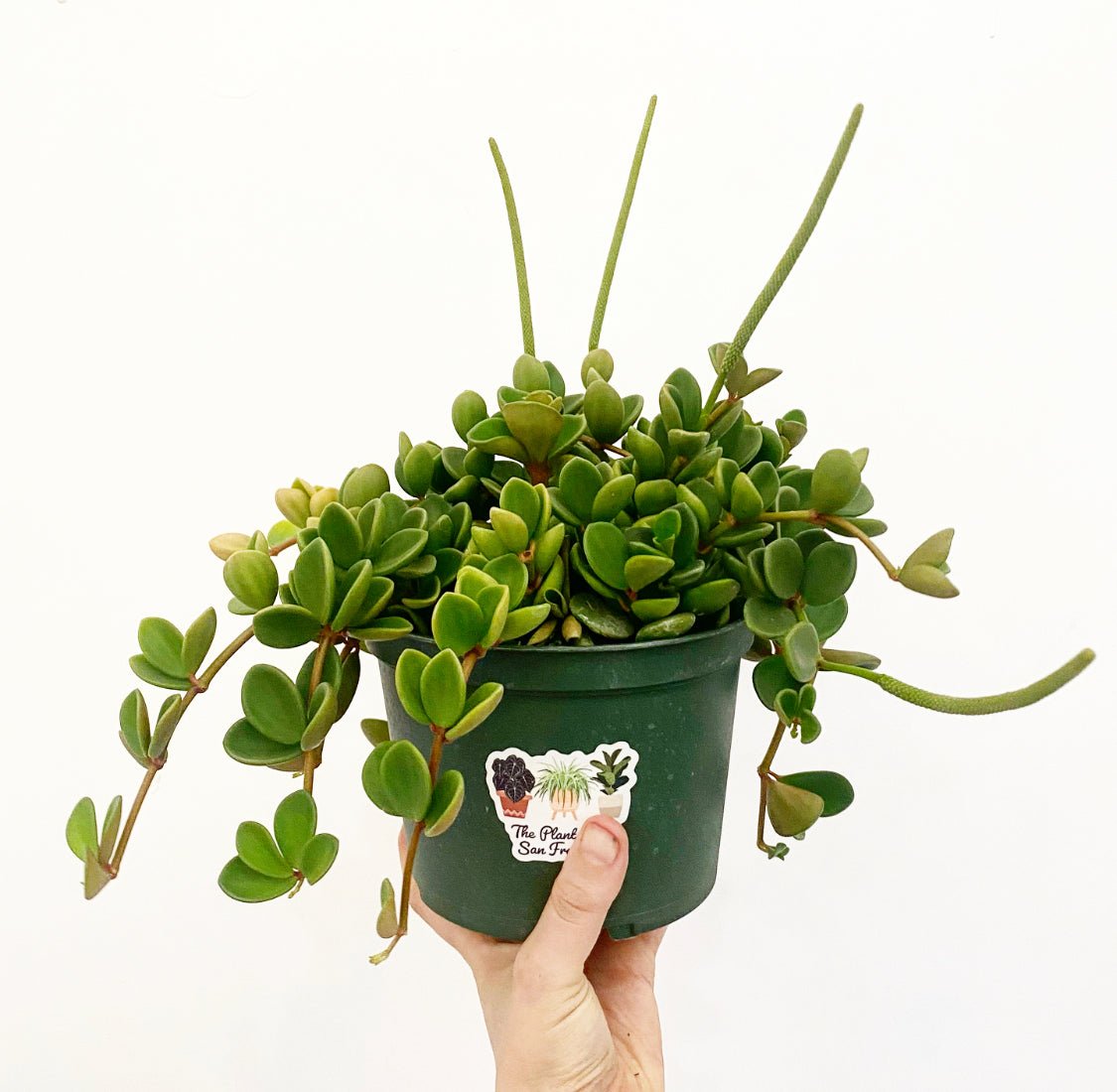 Peperomia tetraphylla 'Hope' - The Plant Lady SF
