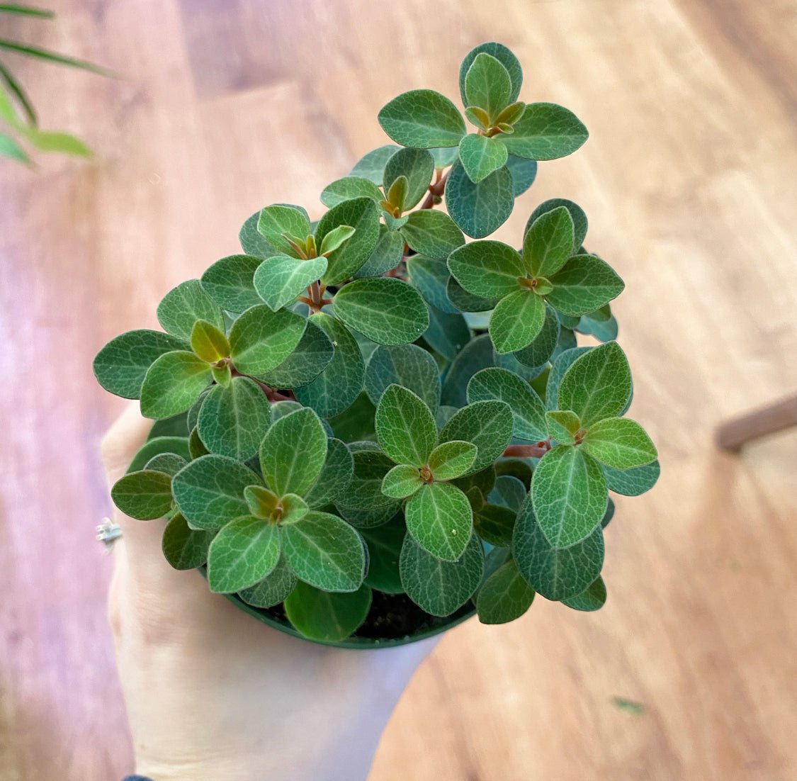 Peperomia verticilata