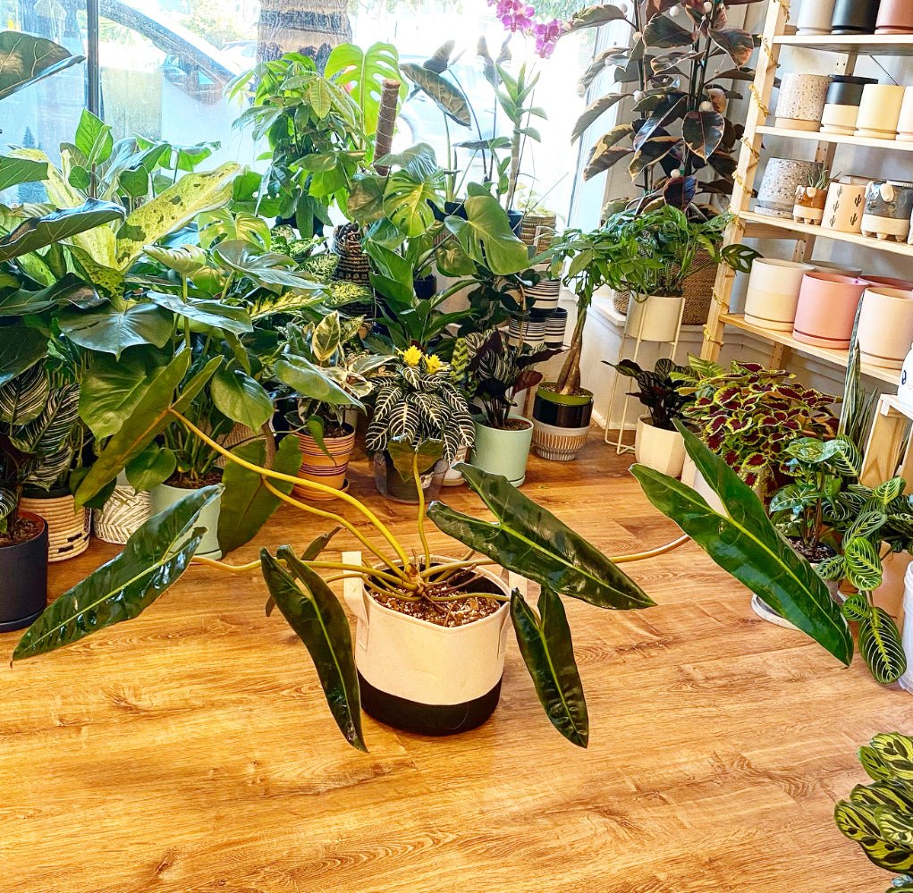 Philodendron billietiae - The Plant Lady SF
