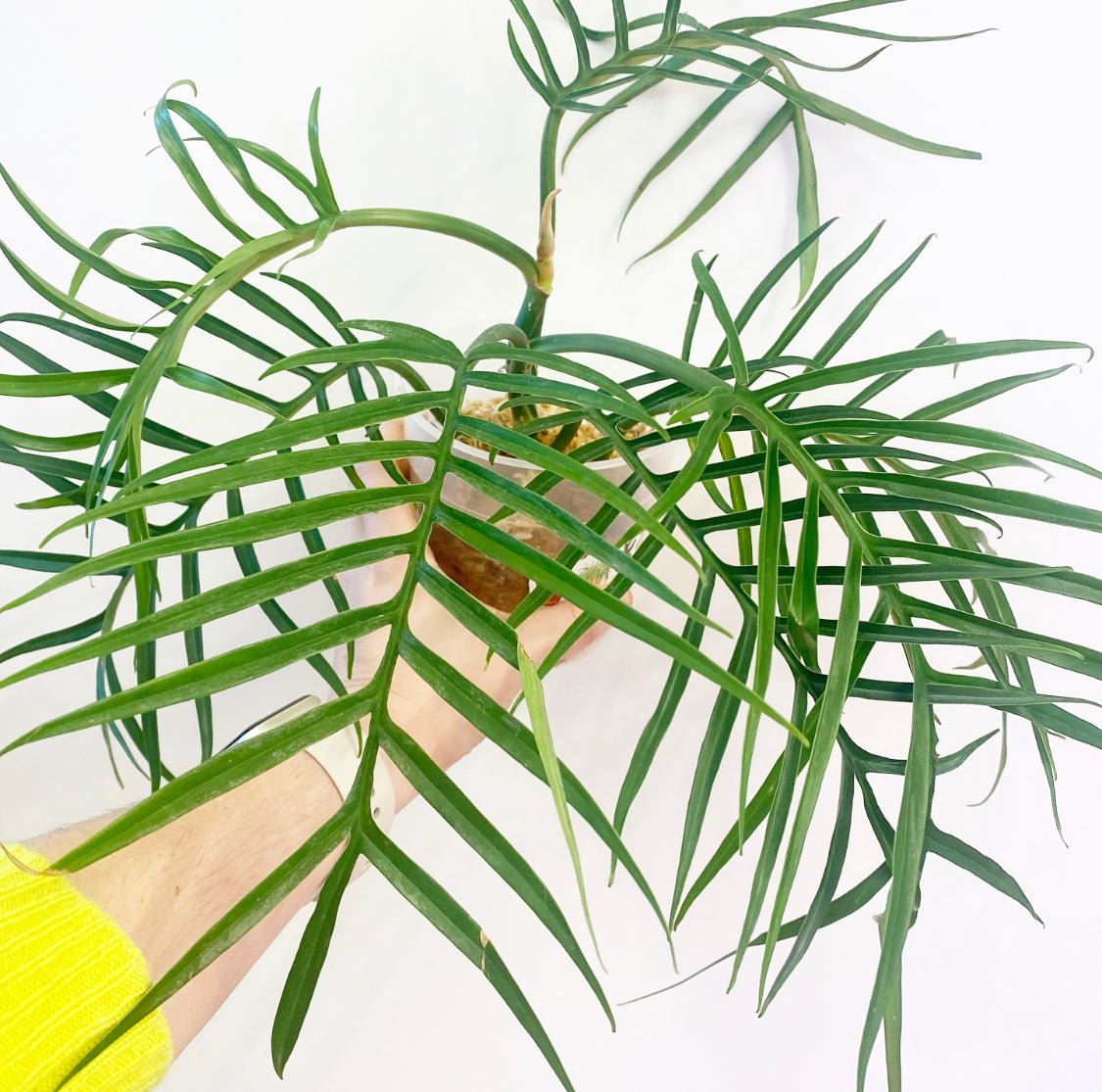 Philodendron bipinnatifidum tortum – The Plant Lady SF