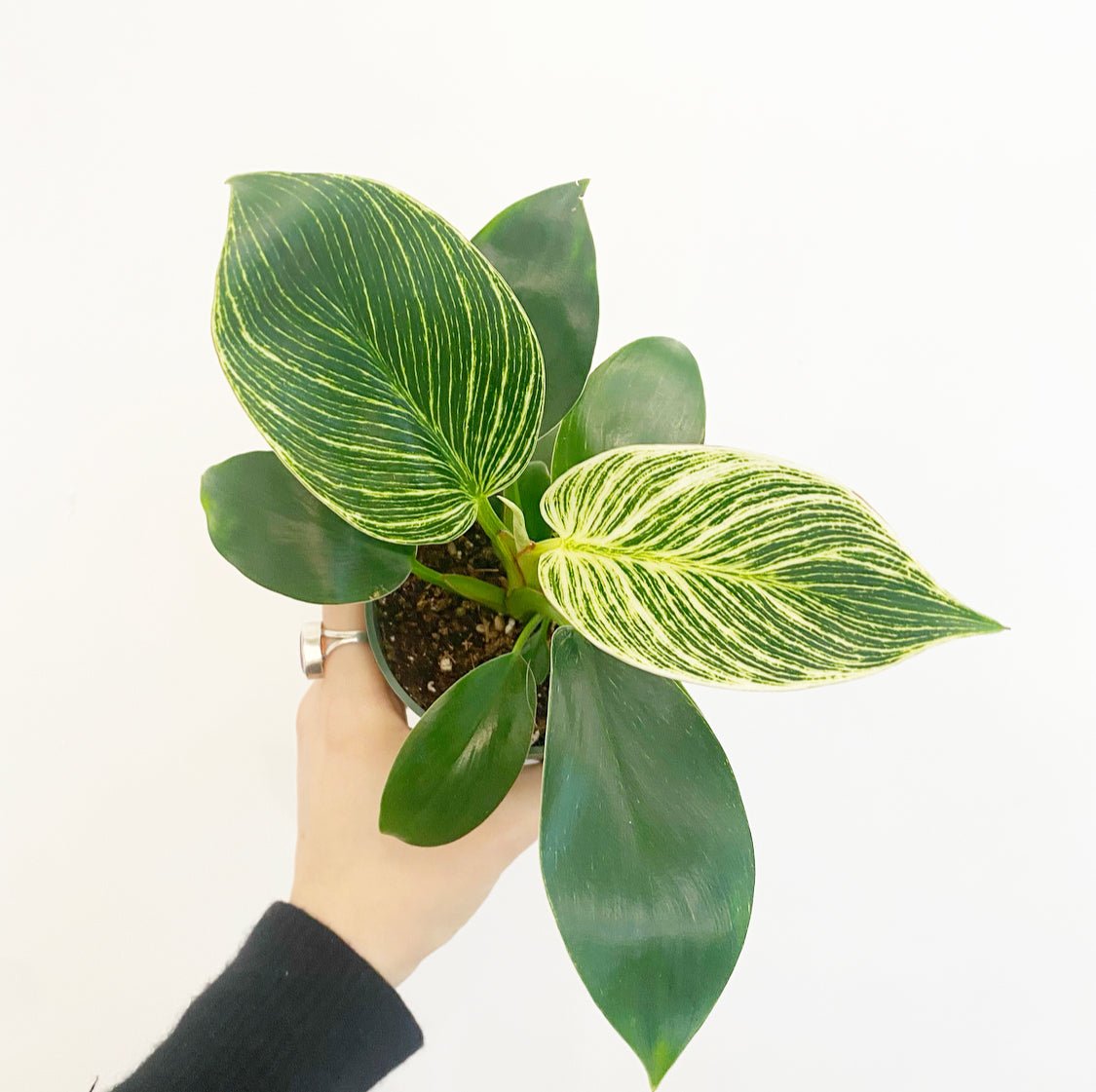 Philodendron 'Birkin' - The Plant Lady SF