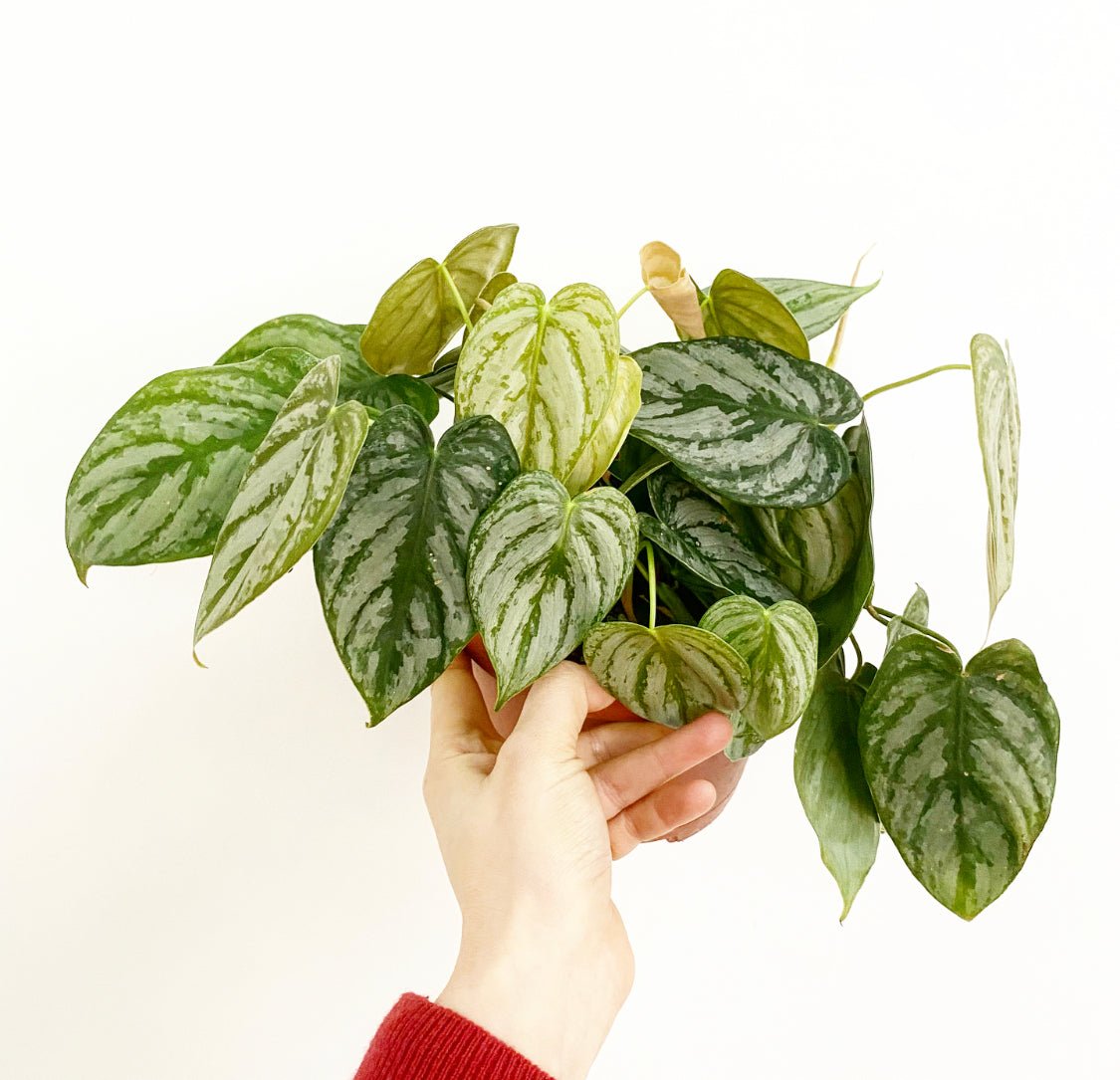 brande philodendron Philodendron brandtianum 'Brandi' – The Plant Lady SF