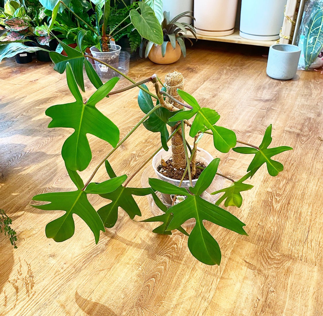 Philodendron 'Florida Green' - The Plant Lady SF