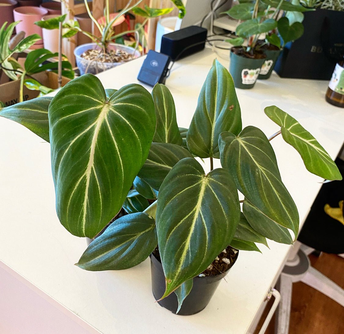 Philodendron gloriosum - The Plant Lady SF