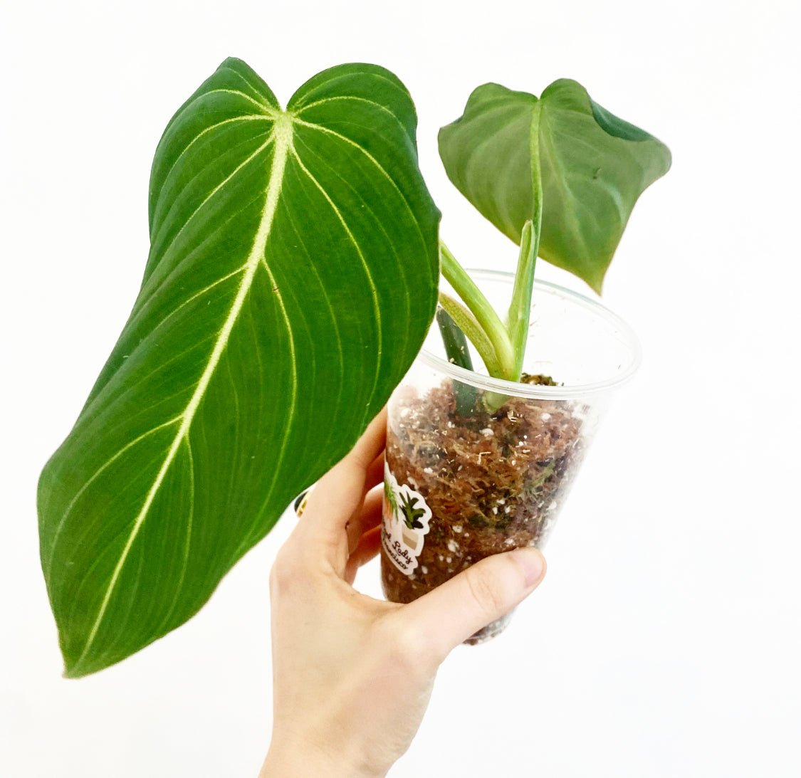 Philodendron "Glorious" (Melanochrysum X Gloriosum) - The Plant Lady SF