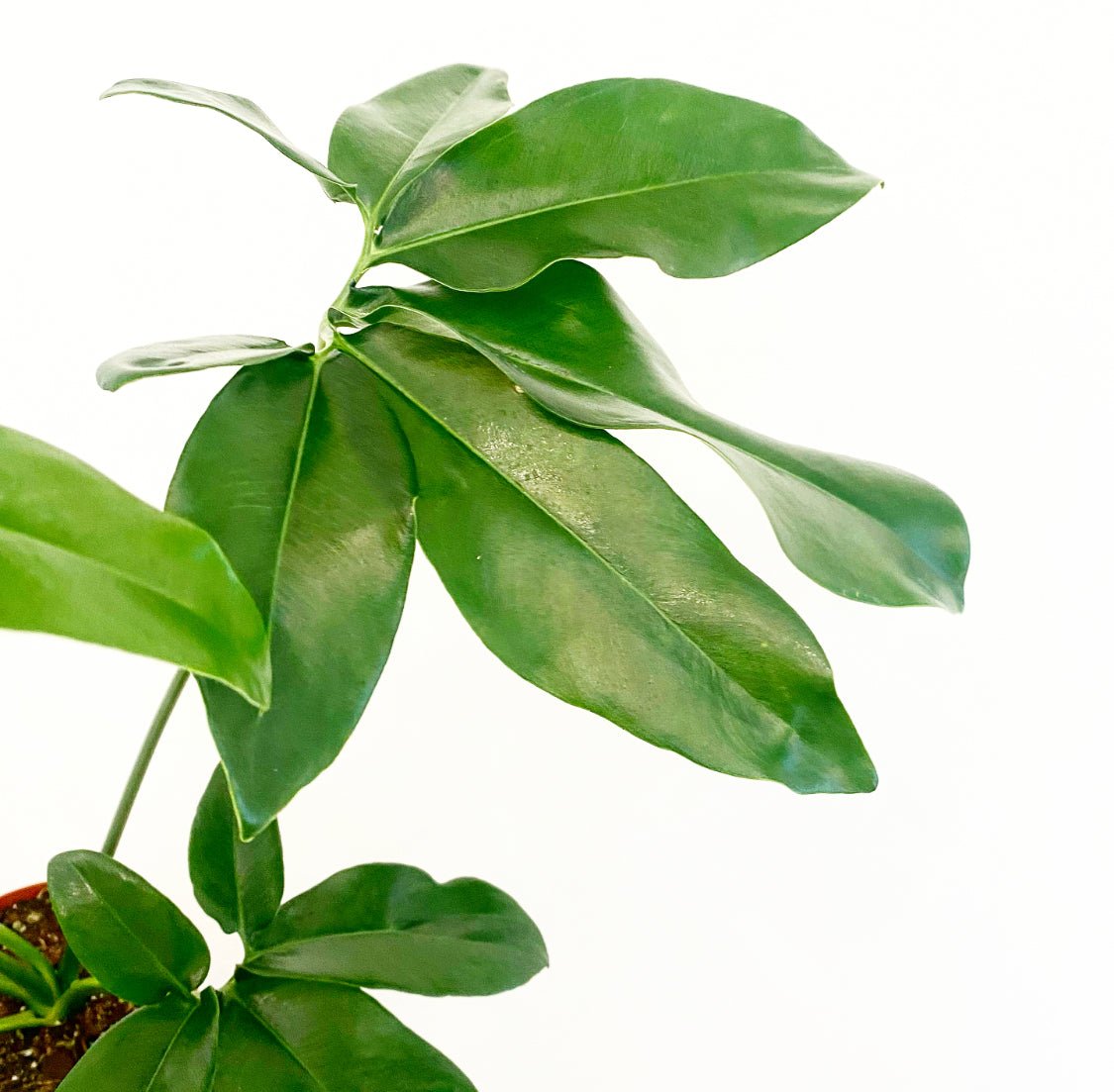 Philodendron goeldii - The Plant Lady SF