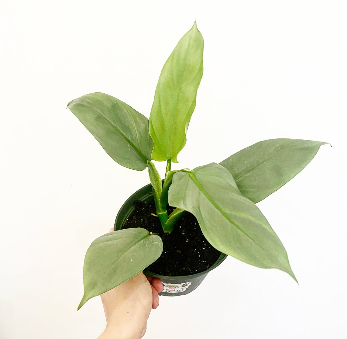 philodendron silver sword rare Philodendron hastatum 'Silver Sword' (narrow leaf)
