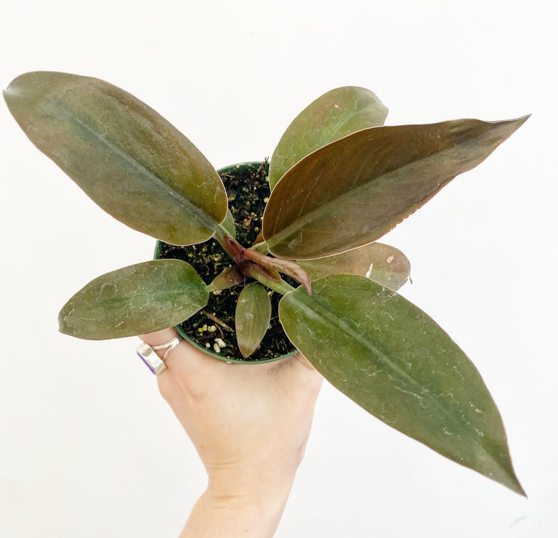 philodendron empire red Philodendron 'Imperial Red' – The Plant Lady SF