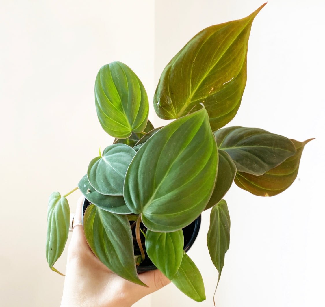 Philodendron 'Micans' - The Plant Lady SF