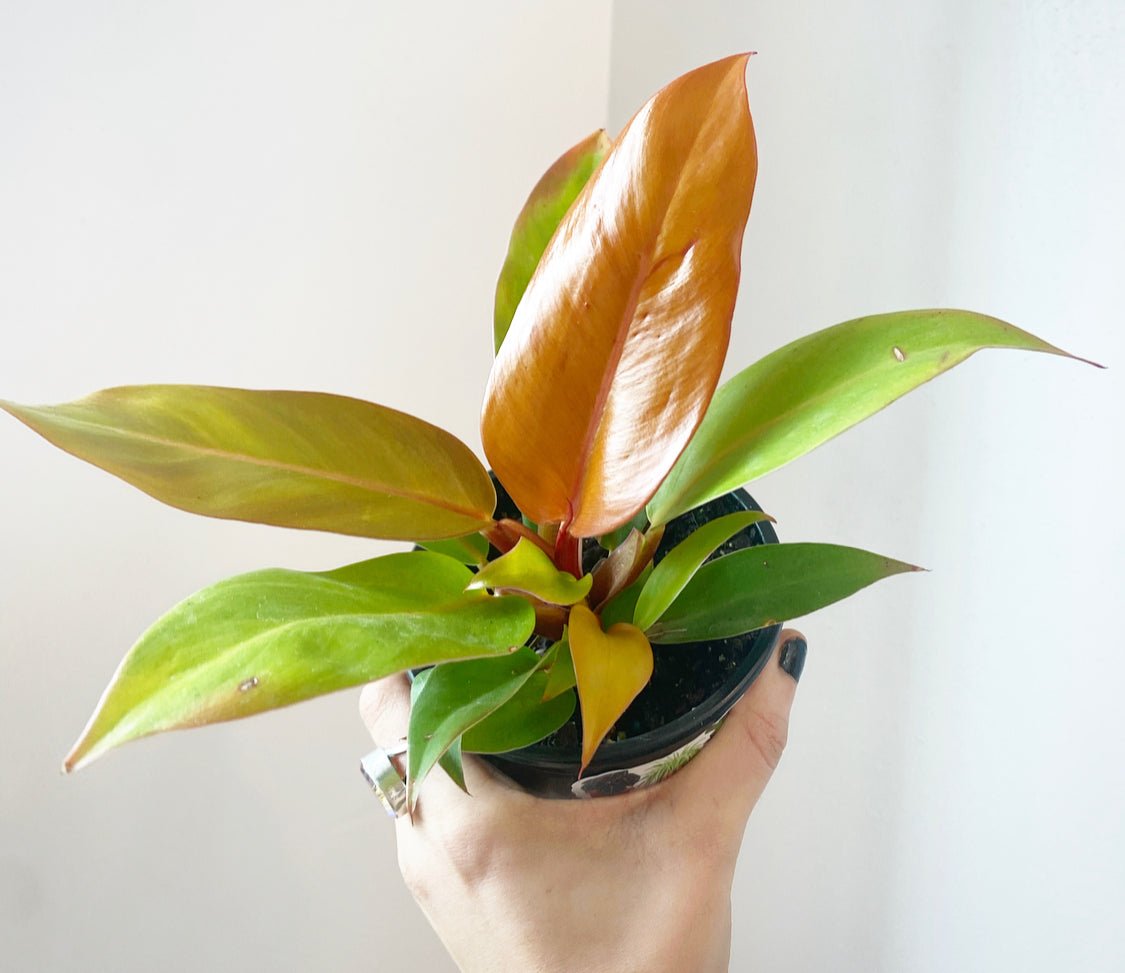 Philodendron Prince of Orange - The Plant Lady SF