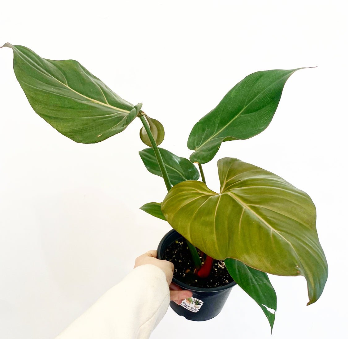 Philodendron 'Summer Glory' - The Plant Lady SF