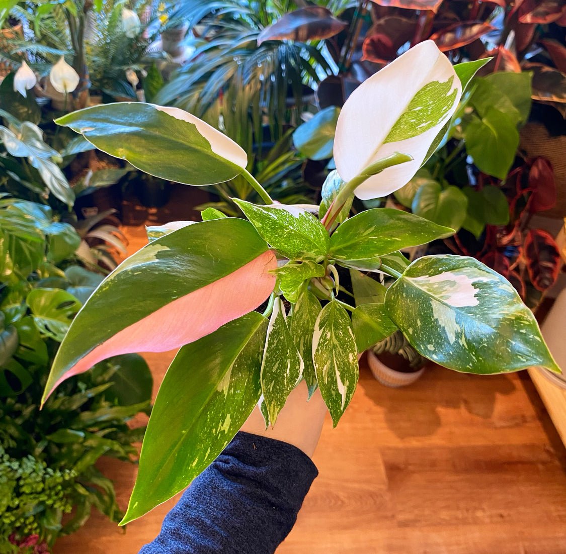 Philodendron 'White Princess' - The Plant Lady SF