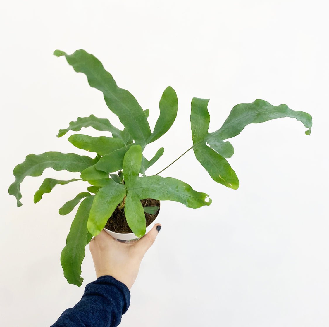 Phlebodium aureum (Blue Star Fern) – The Plant Lady SF