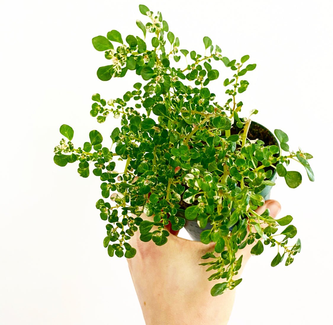 indoor artillery plant Pilea microphylla AKA Artillery Plant