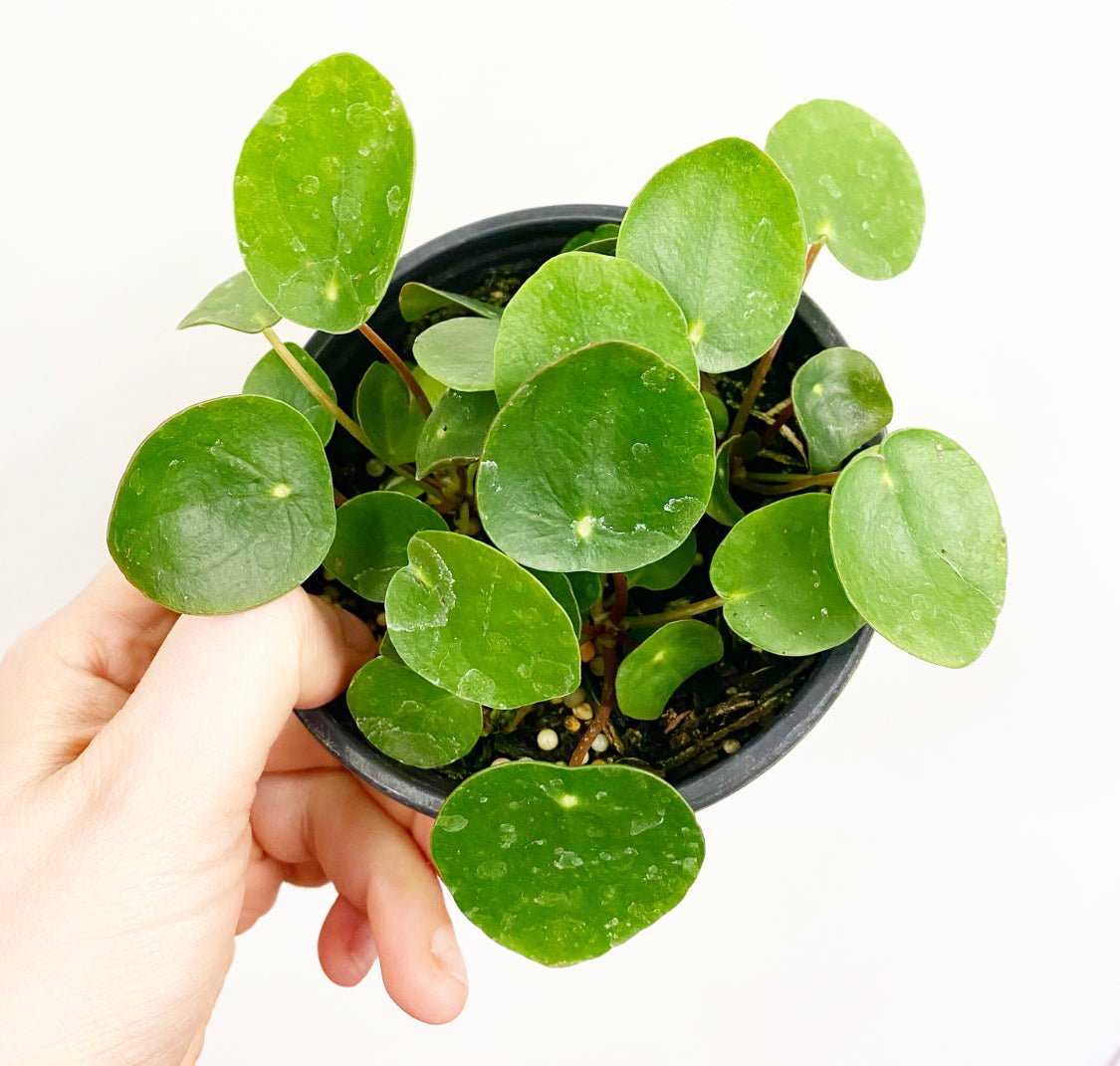 Pilea peperomiodes - The Plant Lady SF