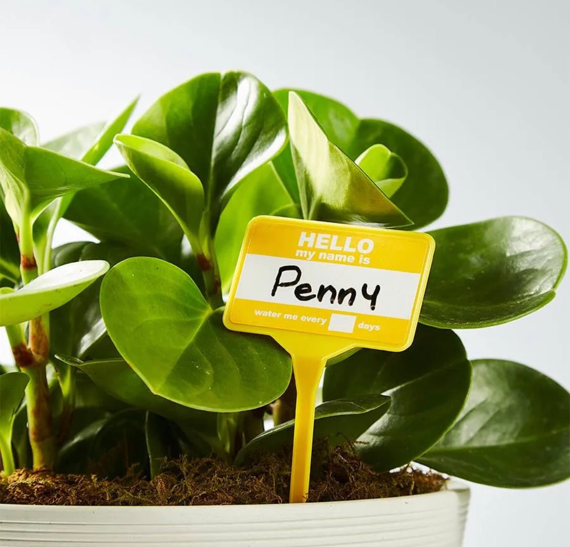 Plant Name Tags - The Plant Lady SF