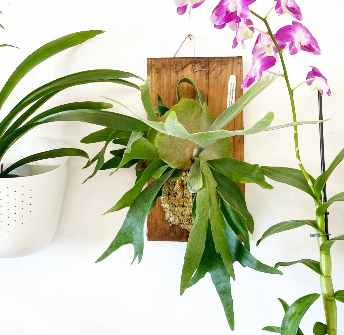 Platycerium bifurcatum ("Common" Staghorn Fern) - The Plant Lady SF