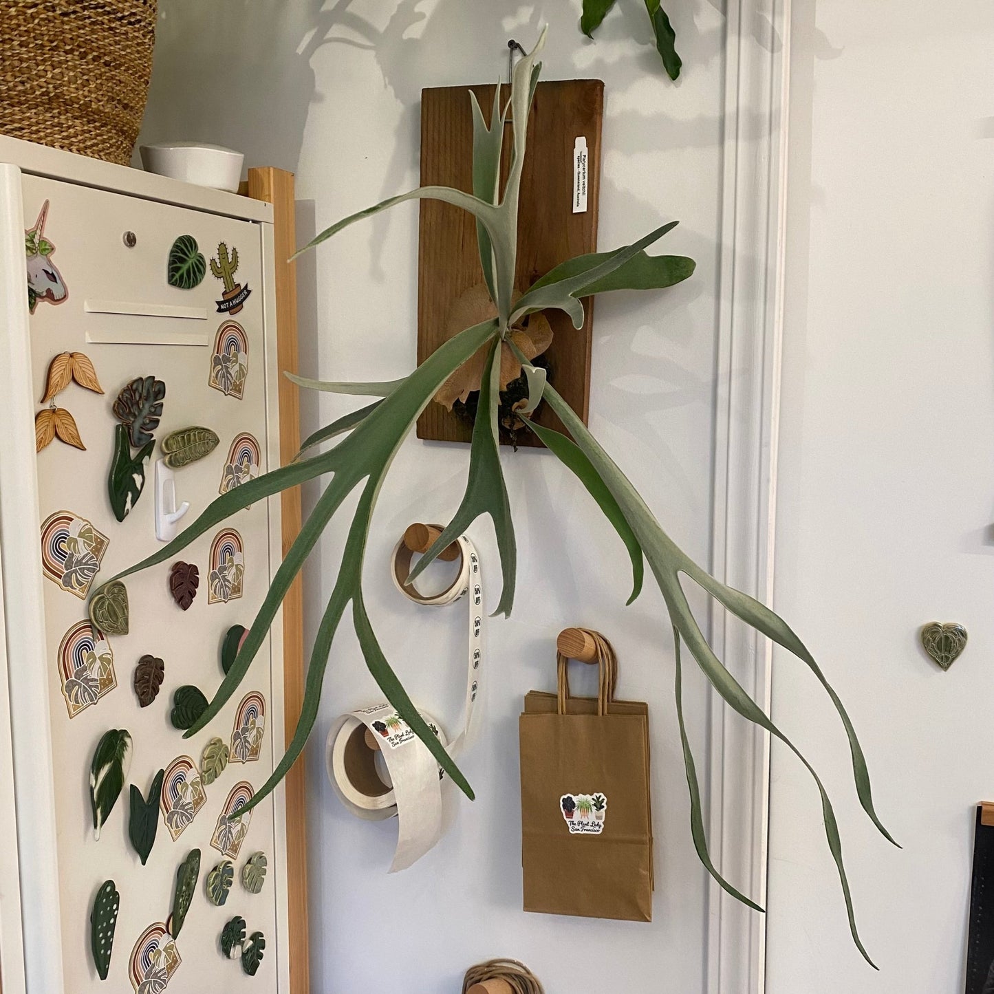 Platycerium veitchii "Lemoinei" - The Plant Lady SF