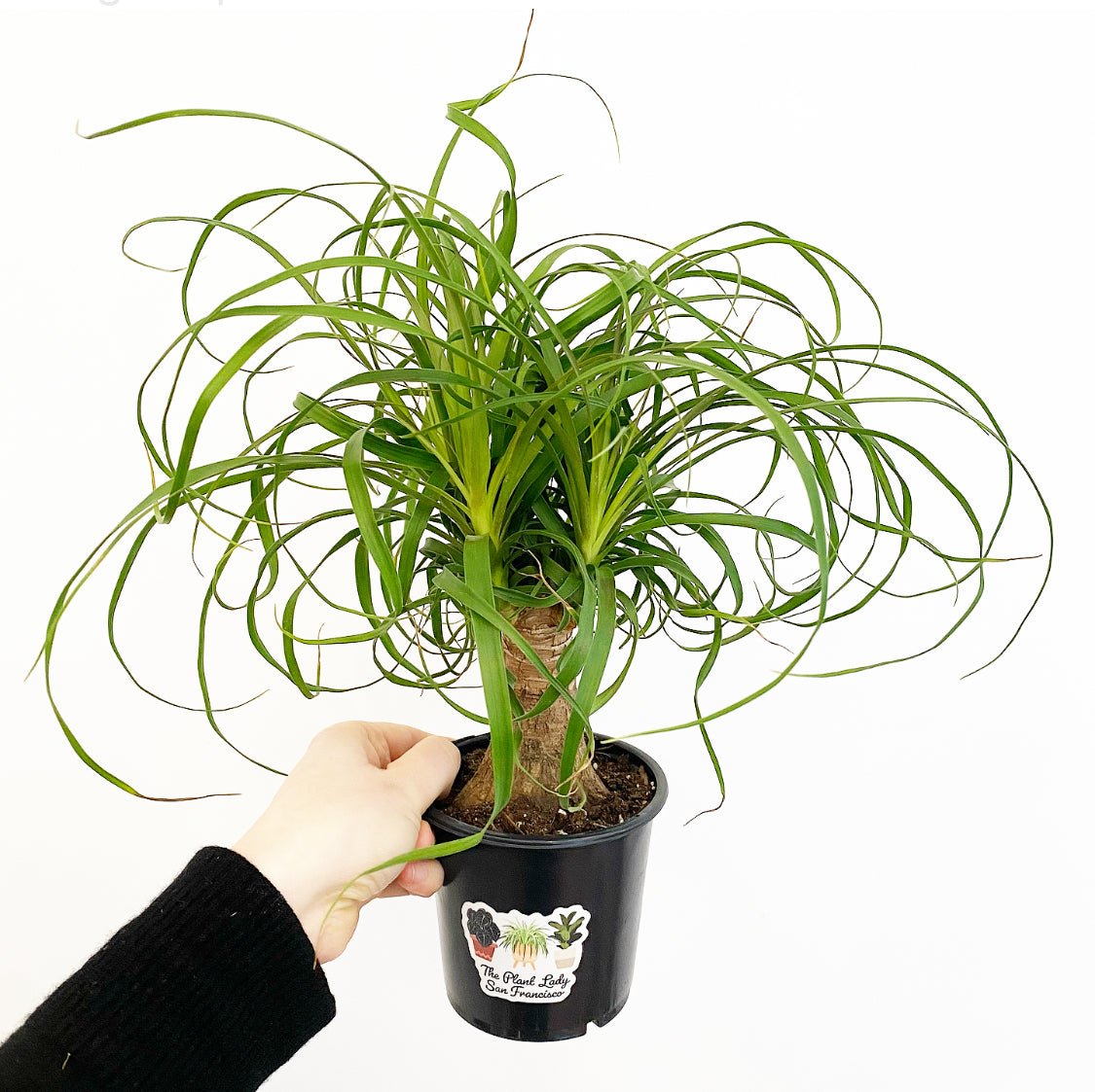 ponytail palm near me Ponytail Palm – The Plant Lady SF