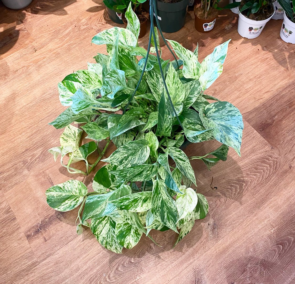 Pothos ‘Marble Queen’ - The Plant Lady SF