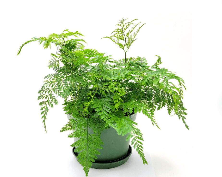 Rabbit’s Foot Fern (Davallia fejeensis) - The Plant Lady SF