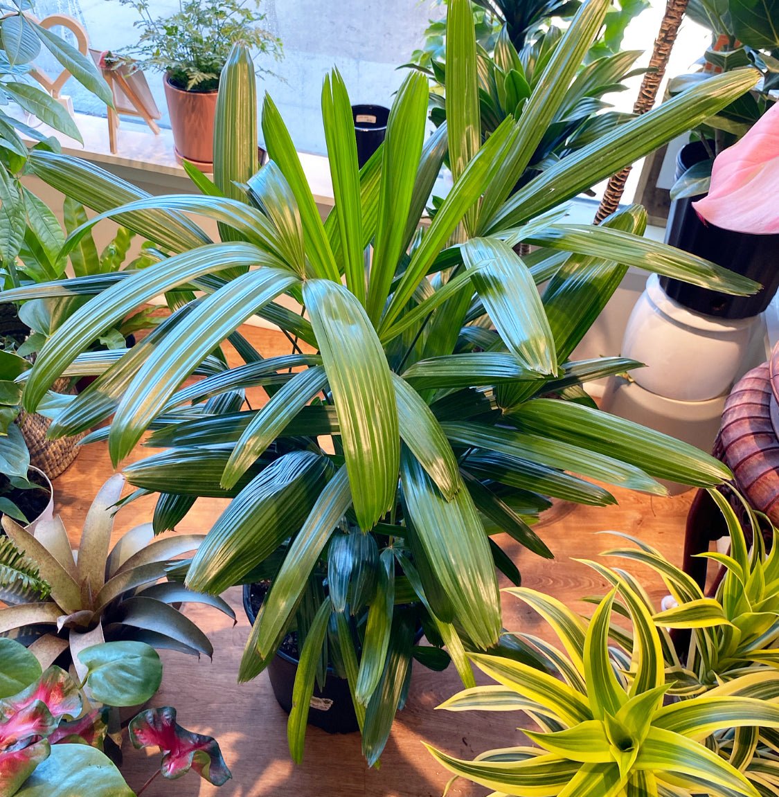Rhapis excelsa (Bamboo Palm) - The Plant Lady SF