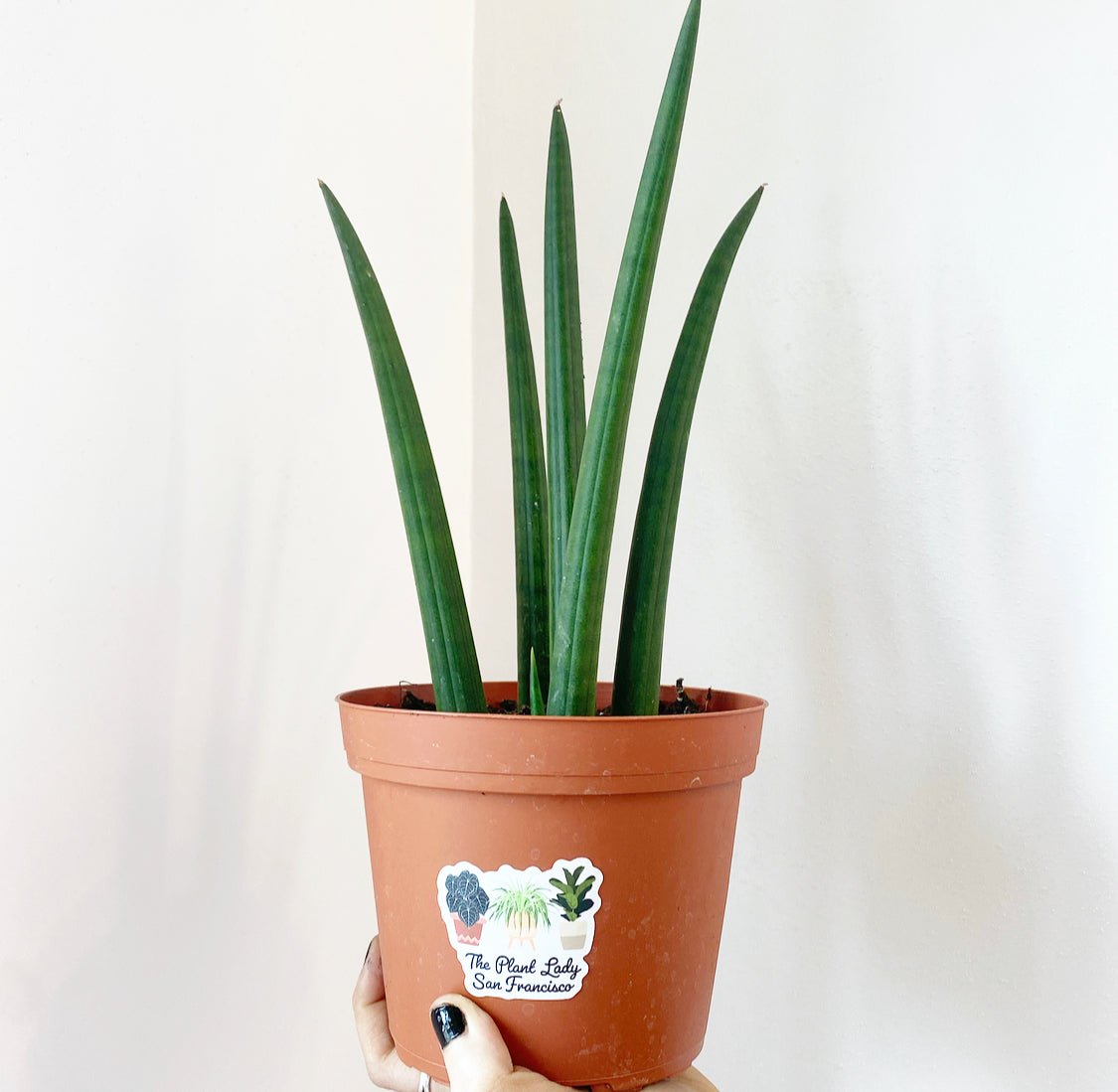 cylindrica sansevieria Sansevieria 'Cylindrica' – The Plant Lady SF