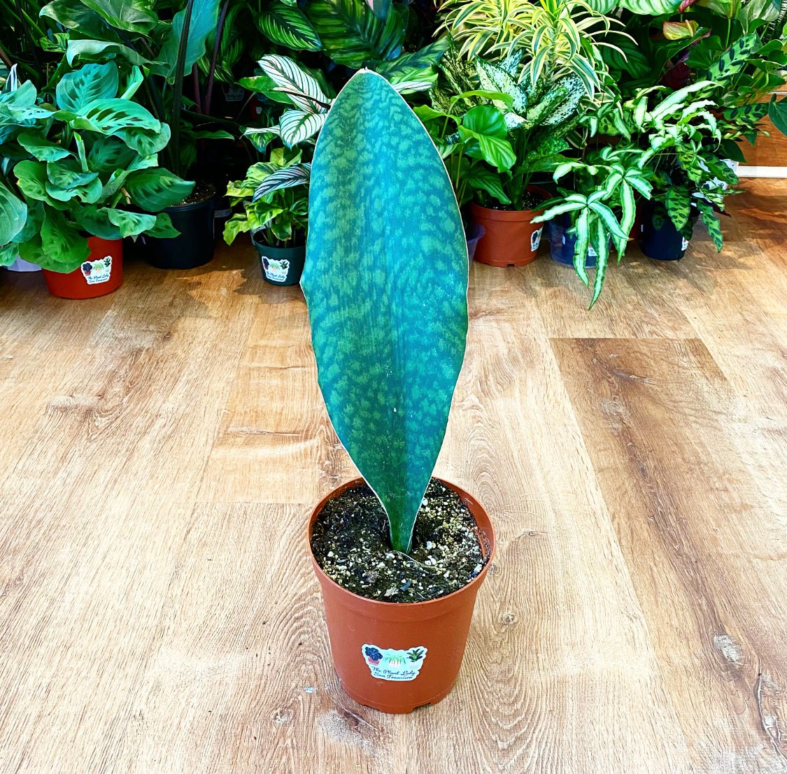 Sansevieria masoniana “Whalefin” – The Plant Lady SF
