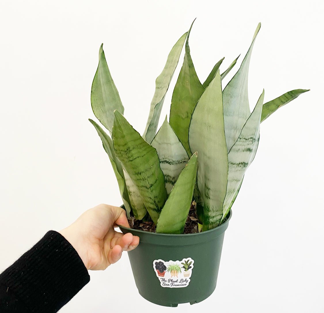 Sansevieria 'Moonshine' - The Plant Lady SF