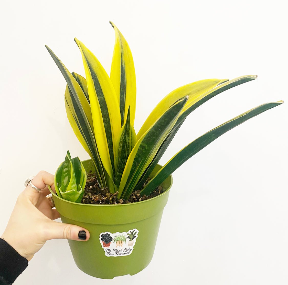 Sansevieria trifasciata 'Gold Flame' - The Plant Lady SF