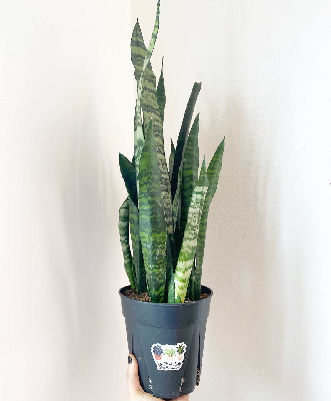 Sansevieria zeylanica "Silver Streak" - The Plant Lady SF